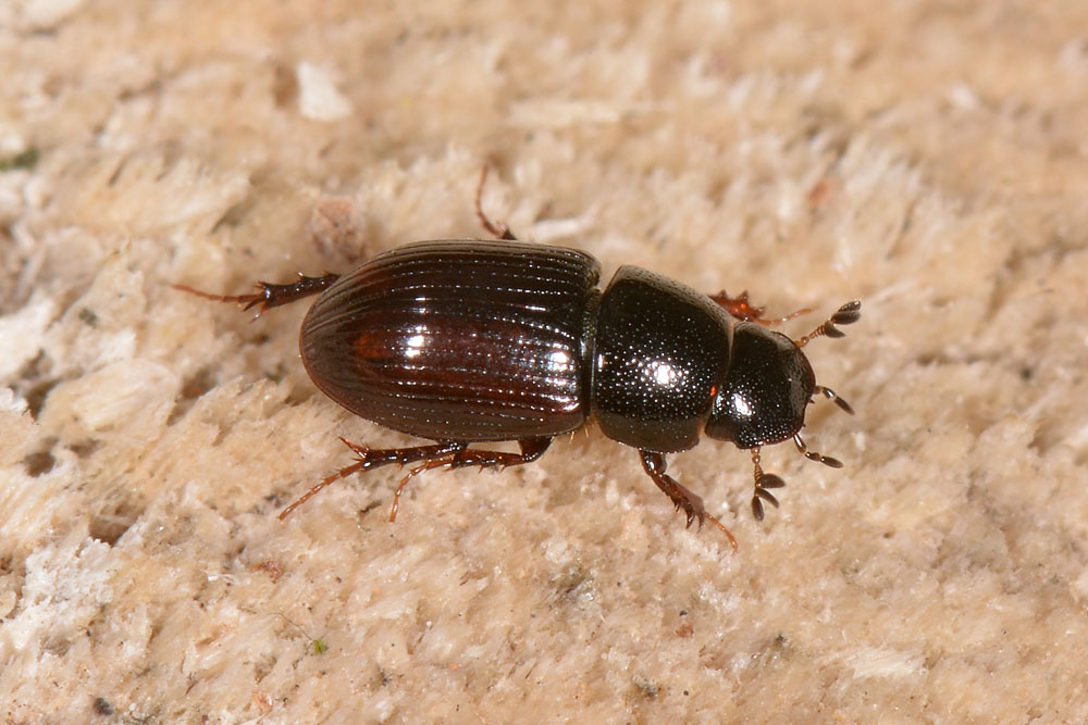 Aphodiidae: Planolinus sp. opp. Planolinoides sp.